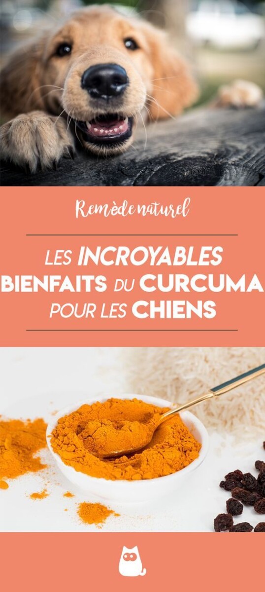 remède naturel chien diarrhée