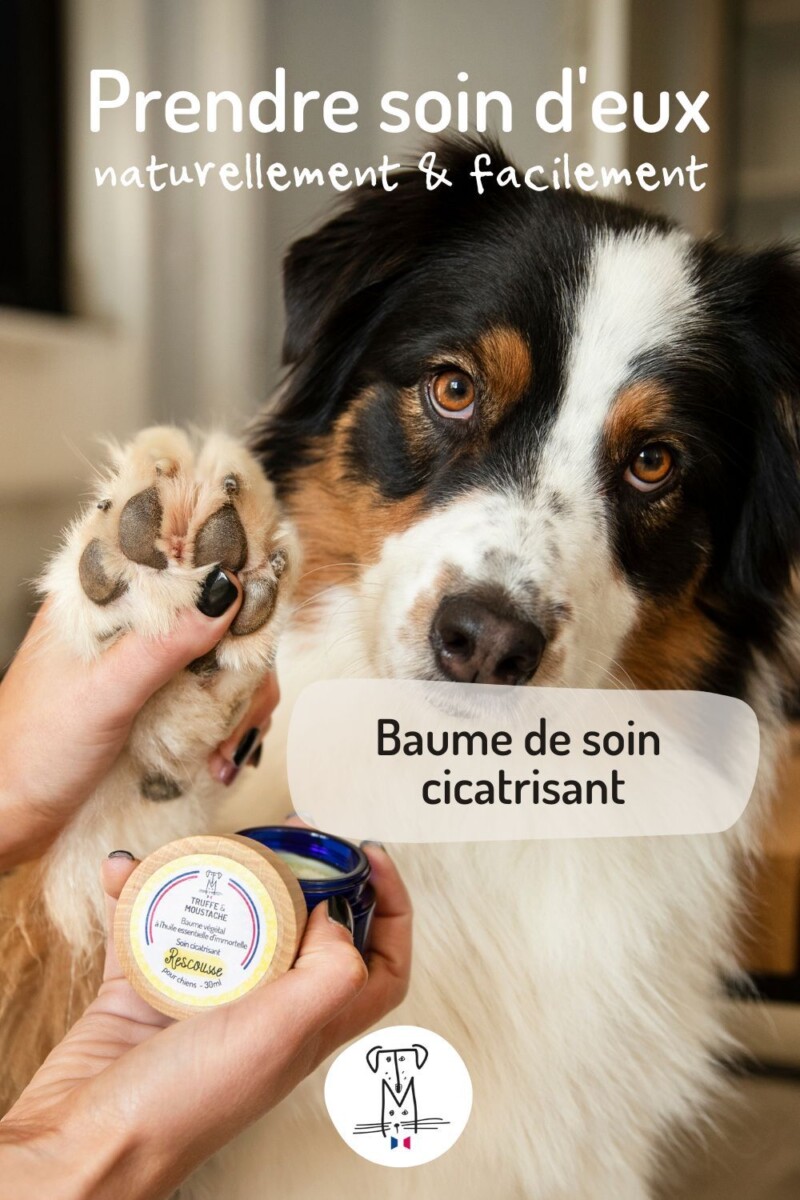 remède naturel chien diarrhée