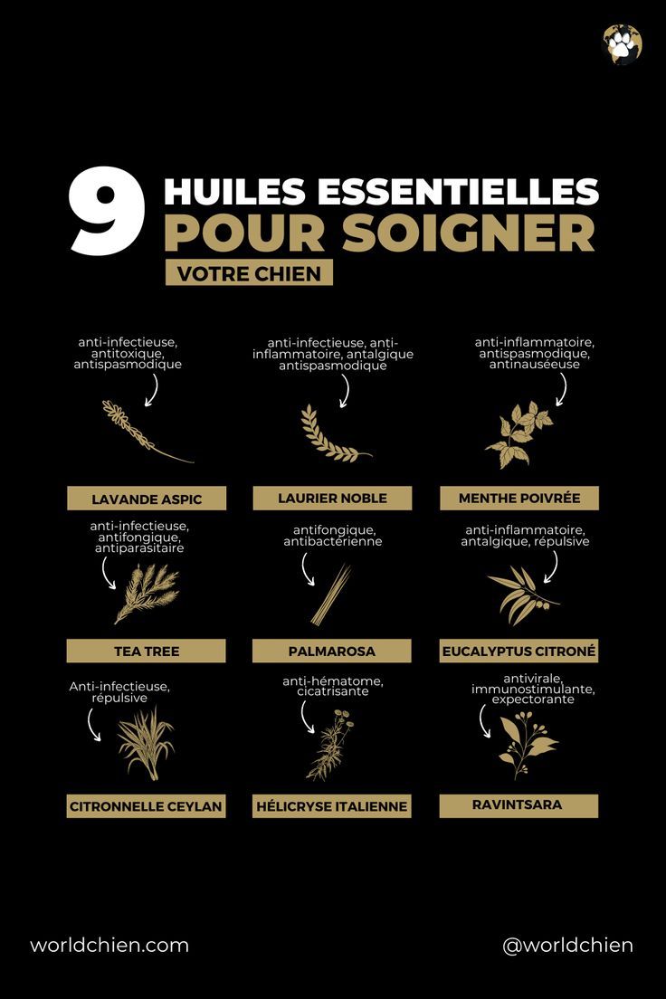 remède naturel chien diarrhée