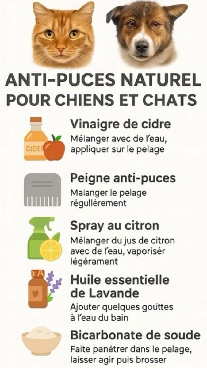 remède naturel chien diarrhée