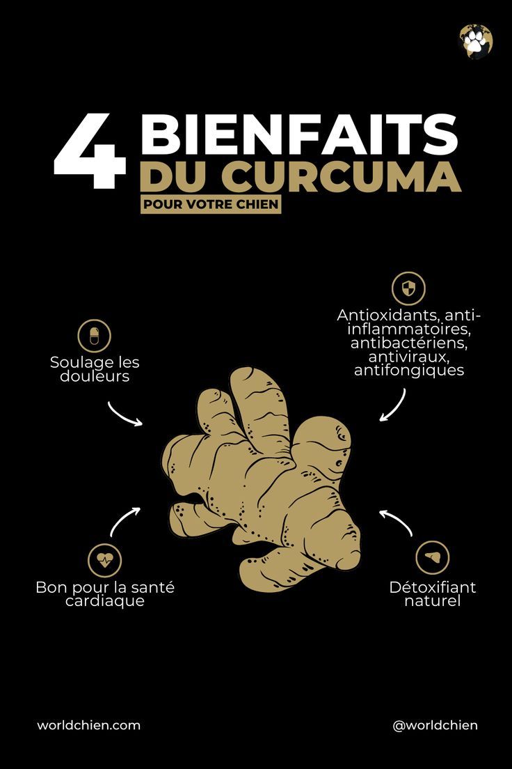 remède naturel chien diarrhée