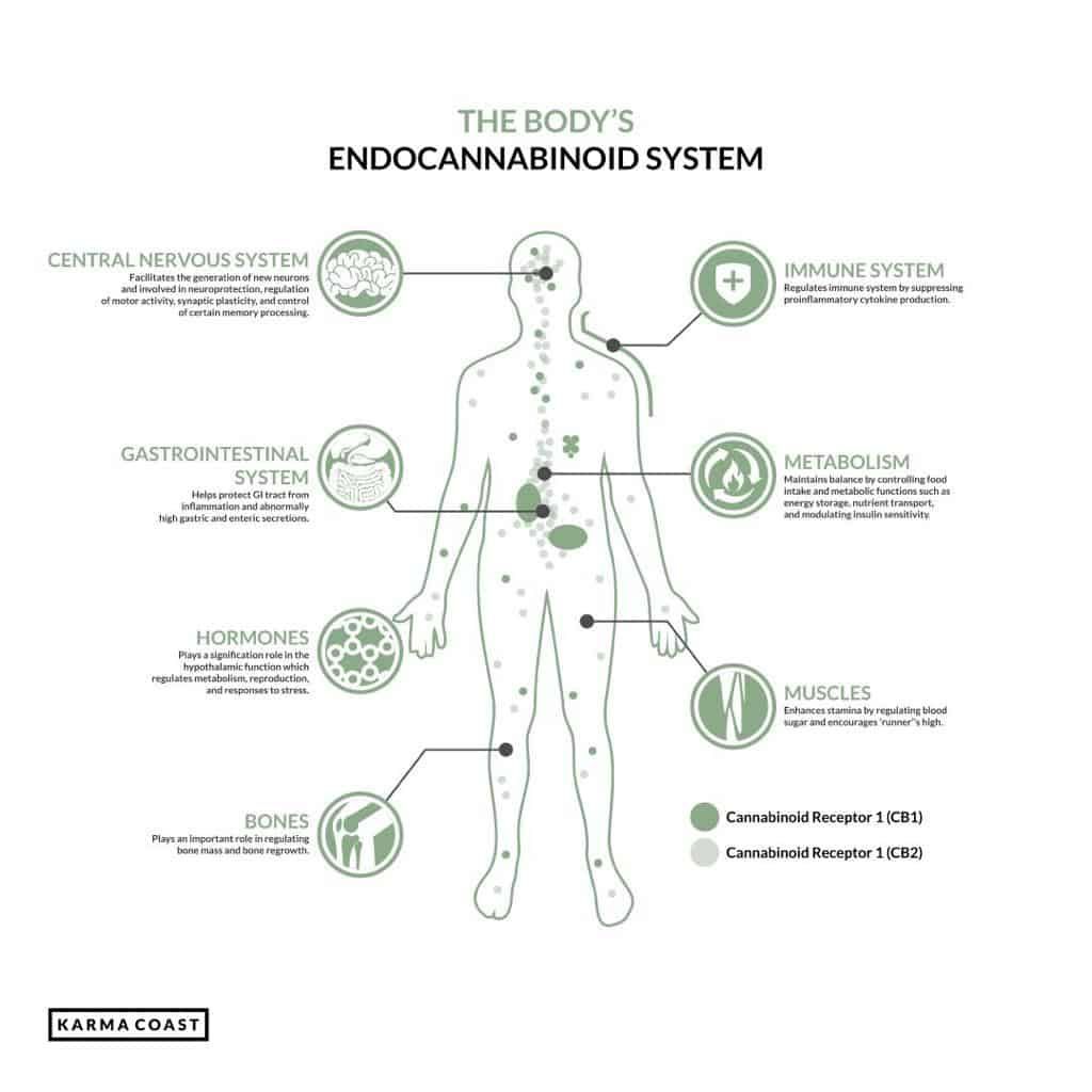 cbd interagit