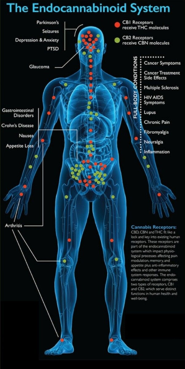 cbd systeme