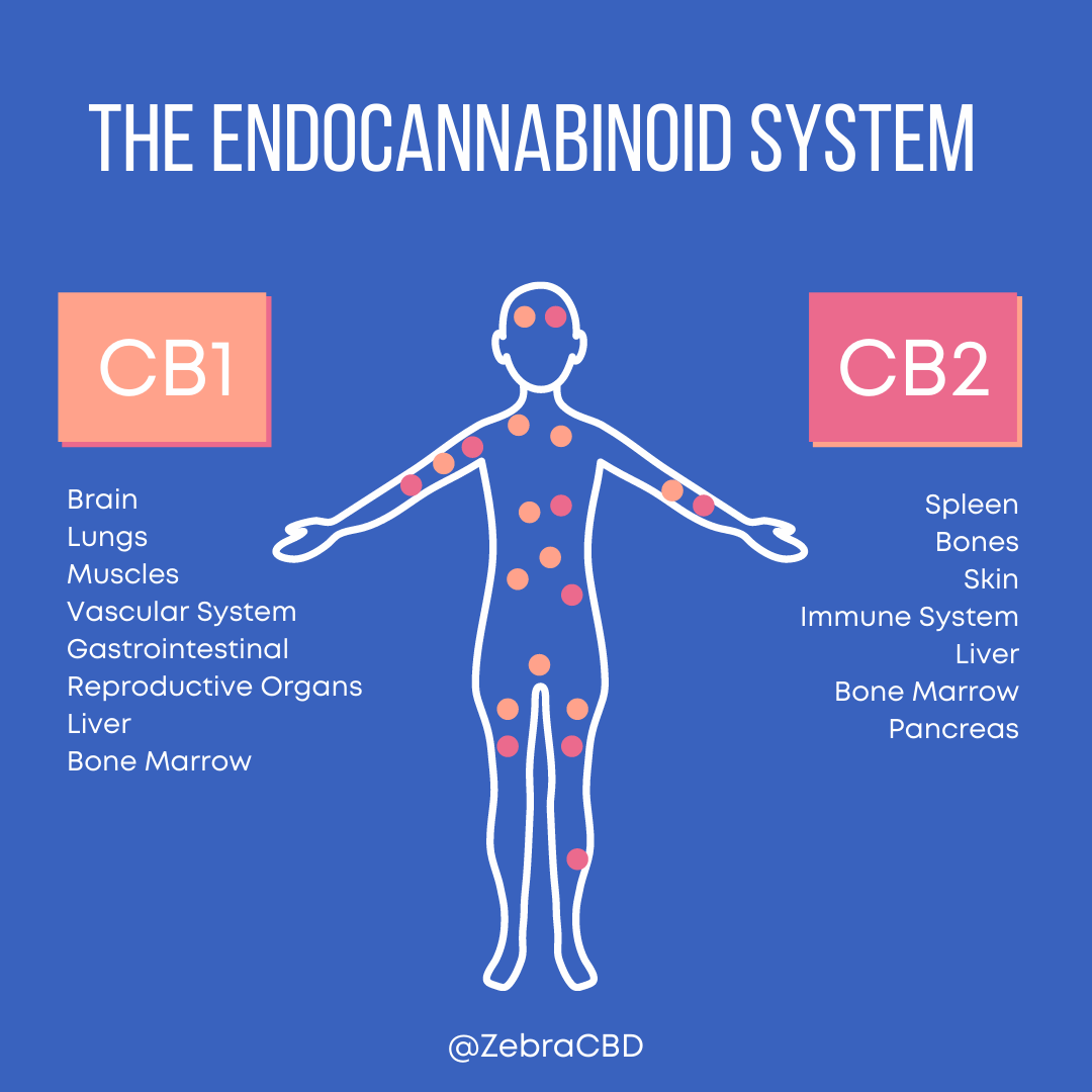 cbd interagit systeme