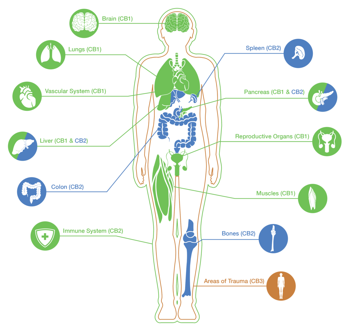 cbd interagit
